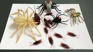 Zuru Robo Alive Cockroach and Spider Battery-Powered Robotic Toy.