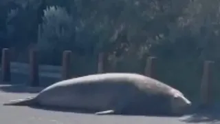 Giant seal wanders Victorian town of Point Lonsdale