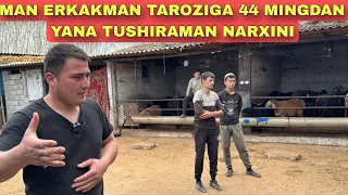 44 MINGDAN TAROZIGA YANA TUSHURAMAN NARXINI TOG'LI KIYOV YORVORDI