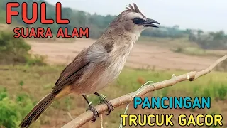 Pancingan Trucukan Full Suara Alam Pemikat Handal Ampuh Bikin Bunyi Trucuk Bahan @bobkicau