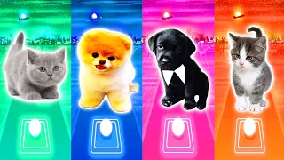 Cute Puppy Barbie Girl Lady Gaga Bloody Mary 🆚 Cute Cats Shakira Waka Waka Blackpink Dududu