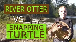 Otter Eats Snapping Turtle... Alive! (Graphic Content Warning)