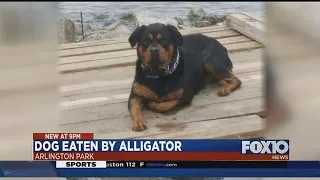 Dog eaten by alligator in Mobile