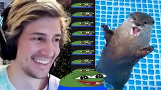 xQc reacts to Otters Can't Wait to Swim in New Pool!