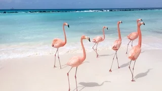 Flamingo Party in the Caribbean!