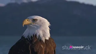 Mysterious World of Eagles