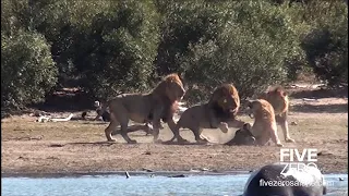 Male Lions Attack and Kill Rival Male