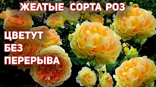 Желтые розы, устойчивые и обильноцветущие сорта, цвет лепестков, напоминает солнце!