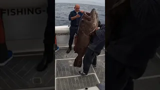 Giant Grouper caught in Mallorca