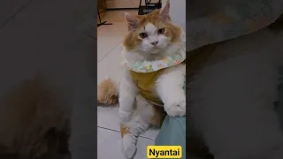 Dedek Nyantai #trending #cat #funnyvideos #cats #kucing #pet #animal #pets #viral #dog #animals #fyp