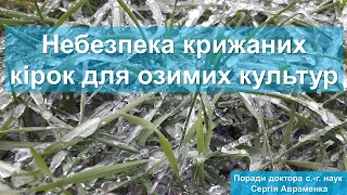 Небезпека крижаних кірок для озимих культур