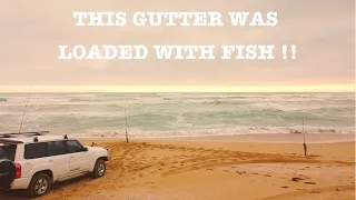 THIS GUTTER WAS LOADED WITH FISH !! EP 74