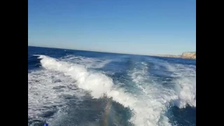 Long Reef and Blue Fish Point boat dives