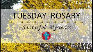 Tuesday Rosary • Sorrowful Mysteries of the Rosary 💜 April 9, 2024 VIRTUAL ROSARY - MEDITATION