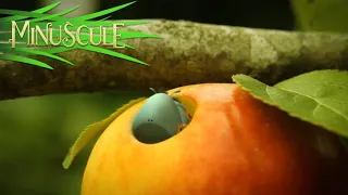 Minuscule - Love Apple  Pomme d'Amour (saison 2)_R