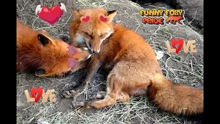 Red Fox Love is...