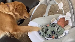 When your dog become brother 🍭 Cute dogs and little friends