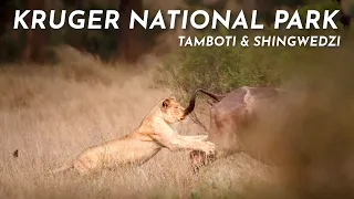 THE HEART OF KRUGER NATIONAL PARK | TAMBOTI & SHINGWEDZI