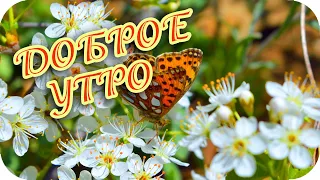 Доброе утро! 🌸 Пусть день окунет тебя в счастье! 🌸 Супер-пожелание! 🌸