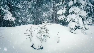 Blizzard sounds for sleep, relaxation, howling wind in the forest