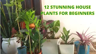 12 Stunning House Plants For Beginners | Nature Mania