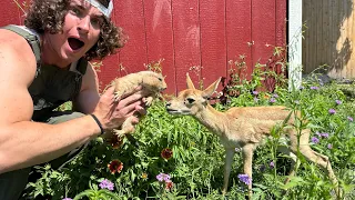 I Fed an Antelope to my Prairie Dog