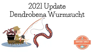 Update (Dendrobena) Riesenrotwurmzucht | Tauwürmer züchten | FAQ Angelwürmer züchten