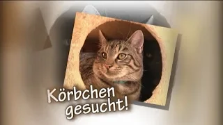 Körbchen gesucht! - Aus dem Tierheim Chemnitz Röhrsdorf