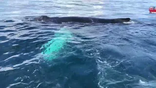 Республика Доминикана. Горбатые киты. Самана. Это ШОК !!!