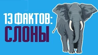 13 интересных фактов о слонах: особенности, умения и жизнь животных