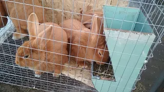 Бункерная кормушка для кроликов
