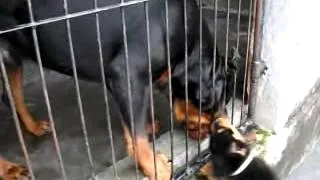 Rottweiler attacks Rottweiler