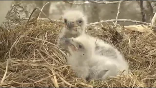 Decorah Eagles, D32 & D33 Are Chowing Down, lol 4/18/19