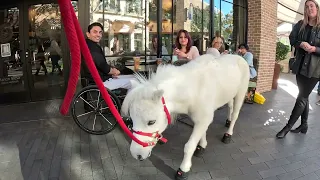 Lt. Rowdy Mini Horse Visiting Westfield Topanga Village (28)