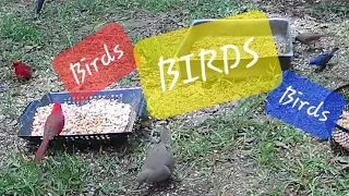 Birdwatching Cardinals Redbirds Blue Grosbeak Dove Wildlife Live TV Wild Bird Birds Ground Feeding