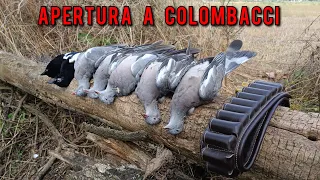 APERTURA a COLOMBACCI 🐦🤩