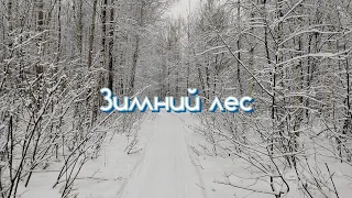 Зимний лес🚴‍♂️🌲❄