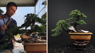 Admire the wonderfully beautiful bonsai trees - Unique bonsai pruning technique # 4