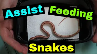 Assist Feeding Baby Corn Snakes