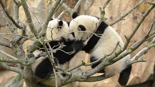 Les jumelles panda à 1 an et 5 mois