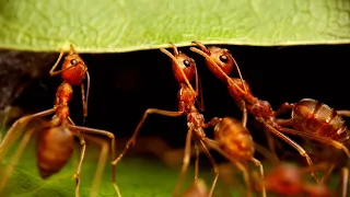 Weaver Ants  | A Closer Look at the Colony