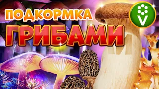 ВСЕ В ВОСТОРГЕ ОТ ЭТОГО УДОБРЕНИЯ! Подкормка сада и огорода грибами