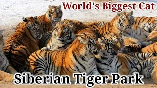 Siberian Tiger Park Harbin • 西伯利亚虎 哈尔滨 | Desert Succulent Adventures