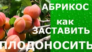 Как заставить абрикос давать урожай // How to make an apricot to harvest