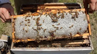 Honey Harvest 2019: 188 Pounds!