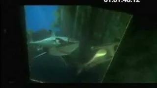 Finding Nemo Sound Replication