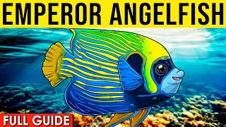How To Care For An Emperor Angelfish | All About The Emperor Angelfish!