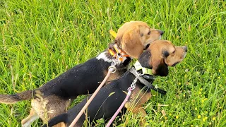 Eating Trails with Gunner Lee & Star