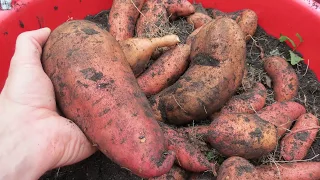 How to Grow Sweet Potatoes in Containers: All the Steps & a 2.4  Pound Sweet Potato