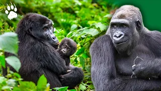 L'aventure des gorilles réintroduits au Gabon - Documentaire Animalier HD